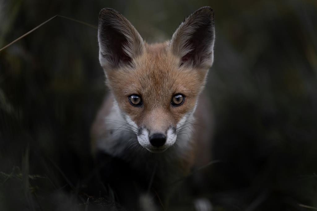 (c) Vincent Munier